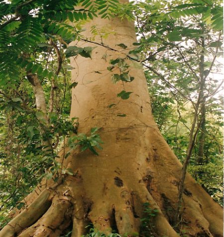A standing matured Ficus mucuso tree